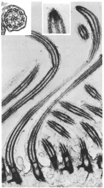 Cilia fronds